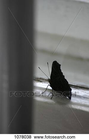 Stock Photo - A black butterfly on a window frame. Fotosearch