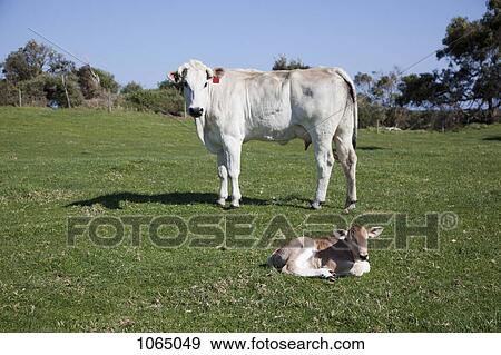 A bull and a calf in field View Large Photo Image Stock Photo - A bull and a calf in field. Fotosearch