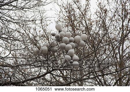 A bunch of balloons stuck in a tree View Large Photo Image Stock Image - A bunch of balloons stuck in a tree. Fotosearch