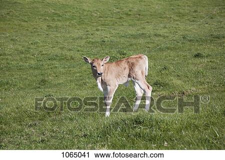 Stock Image - A calf in a field. Fotosearch