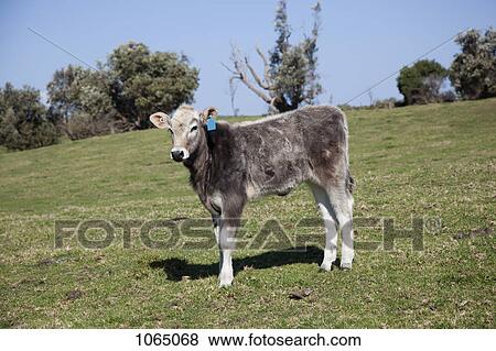 A calf in a field View Large Photo Image Stock Photo - A calf in a field. Fotosearch