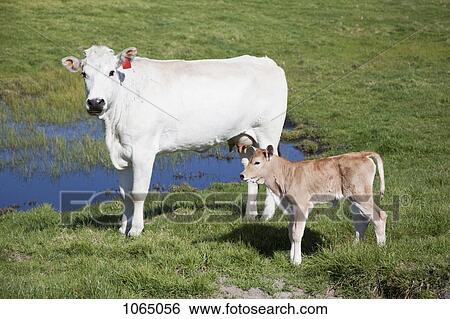A cow and a calf in a field View Large Photo Image Stock Photograph - A cow and a calf in a field. Fotosearch