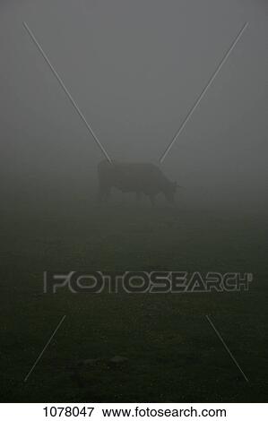 Stock Photo - A cow standing in a foggy field. Fotosearch