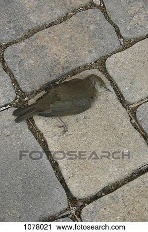 A dead bird on the ground View Large Photo Image Stock Image - A dead bird on the ground. Fotosearch