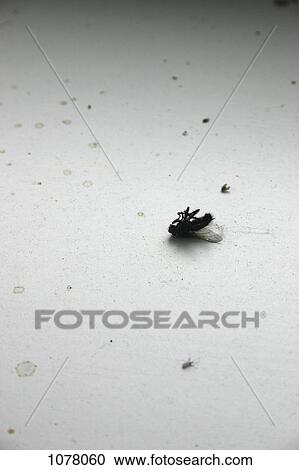 A dead fly View Large Photo Image Stock Image - A dead fly. Fotosearch