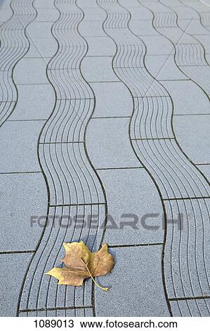 A dead leaf on a sidewalk with patterned lines View Large Photo Image Stock Image - A dead leaf on a sidewalk with patterned lines. Fotosearch