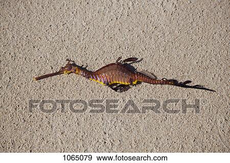 A dead sea horse lying on the sand View Large Photo Image Stock Photo - A dead sea horse lying on the sand. Fotosearch