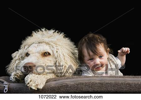 A dog and baby lying on their stomachs side by side View Large Photo Image Stock Image - A dog and baby lying on their stomachs side by side. Fotosearch