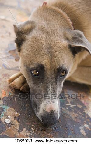 A dog resting, close-up View Large Photo Image Stock Image - A dog resting, close-up. Fotosearch