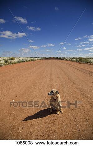Stock Photo - A dog sitting on a dirt road, looking away. Fotosearch