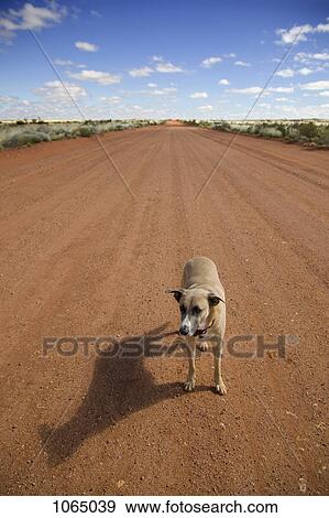 A dog standing on a dirt road looking away View Large Photo Image Stock Photo - A dog standing on a dirt road looking away. Fotosearch