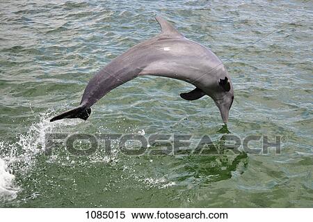 A dolphin jumping in the sea, Havana, Cuba View Large Photo Image Stock Photography - A dolphin jumping in the sea, Havana, Cuba. Fotosearch