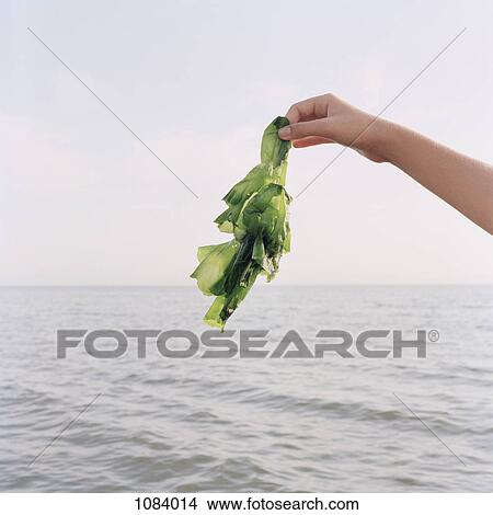 Picture - A girl holding up seaweed, focus on hand. Fotosearch