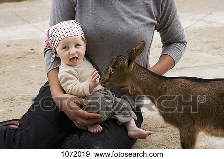 A goat nibbling on a baby's finger View Large Photo Image Stock Photo - A goat nibbling on a baby's finger. Fotosearch