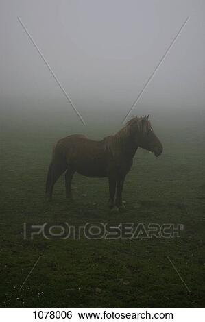 Stock Photograph - A horse standing in a foggy field. Fotosearch