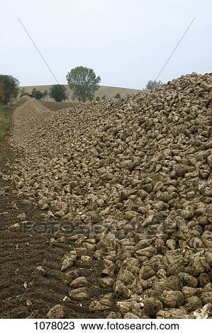 A long pile of sugar beets in a field View Large Photo Image Stock Image - A long pile of sugar beets in a field. Fotosearch