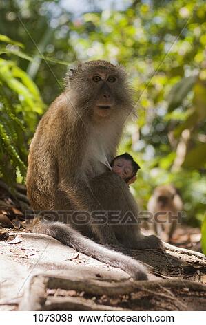 A monkey sitting with a baby in a forest View Large Photo Image Stock Photo - A monkey sitting with a baby in a forest. Fotosearch