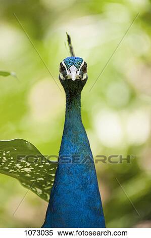 A peacock, front view View Large Photo Image Stock Photography - A peacock, front view. Fotosearch