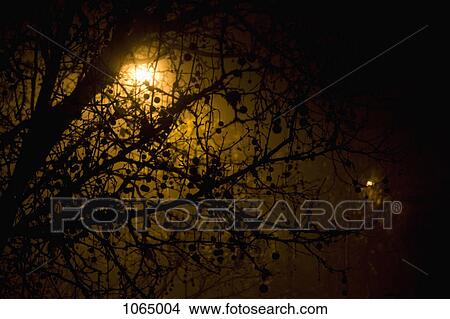 A plane tree in an ominous fog View Large Photo Image Picture - A plane tree in an ominous fog. Fotosearch