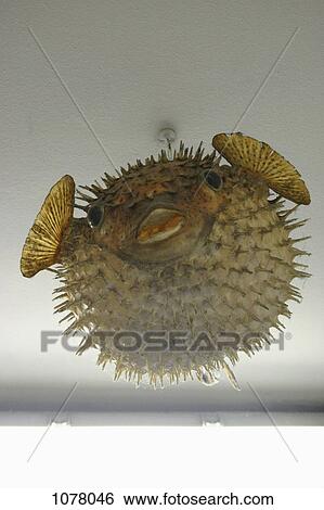 A puffer fish light fixture hanging from the ceiling View Large Photo Image Stock Photograph - A puffer fish light fixture hanging from the ceiling. Fotosearch