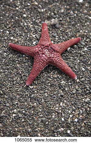 Stock Photography - A starfish on a beach. Fotosearch