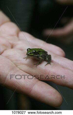 Stock Photo - A tiny frog on a human finger. Fotosearch