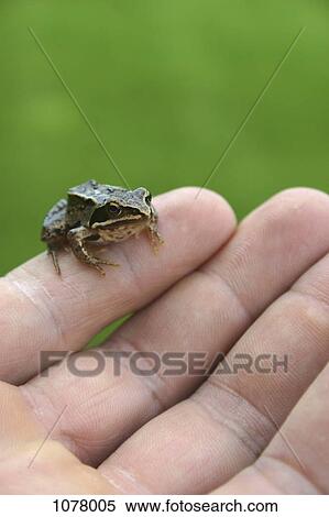 A tiny frog perching on a human finger View Large Photo Image Stock Photography - A tiny frog perching on a human finger. Fotosearch