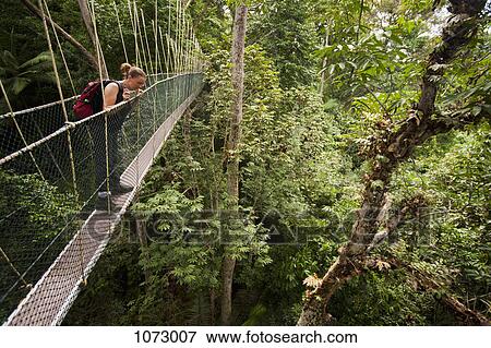 A woman looking down from a tree canopy walkway, Teman Negara National Park, Malaysia View Large Photo Image Stock Photo - A woman looking down from a tree canopy walkway, Teman Negara National Park, Malaysia. Fotosearch