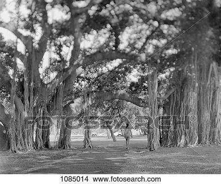 Picture - A woman walking through a forest of Banyan trees, Waikiki, Oahu, Hawaii. Fotosearch