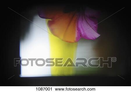 Abstract photo of pansy petals View Large Photo Image Stock Image - Abstract photo of pansy petals. Fotosearch