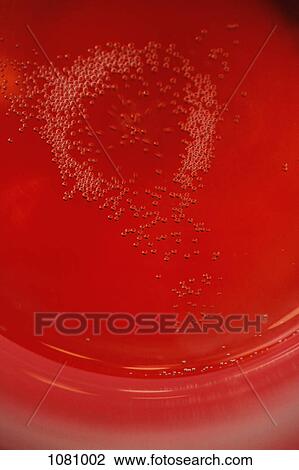 Abstract shot of bubbly rose wine View Large Photo Image Stock Image - Abstract shot of bubbly rose wine. Fotosearch