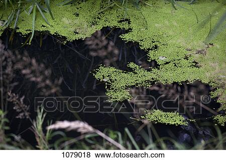 Algae floating on top of pond water View Large Photo Image Stock Photo - Algae floating on top of pond water. Fotosearch
