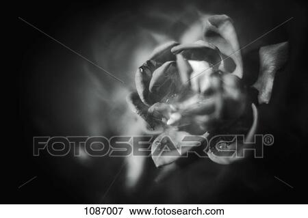 An ethereal image of a rose View Large Photo Image Stock Photo - An ethereal image of a rose. Fotosearch