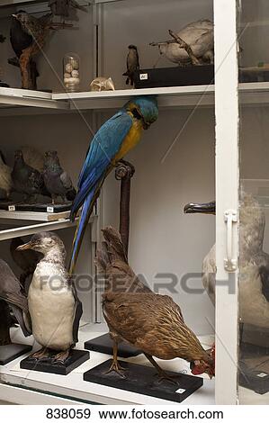 Stock Photo - Assorted stuffed birds. Fotosearch
