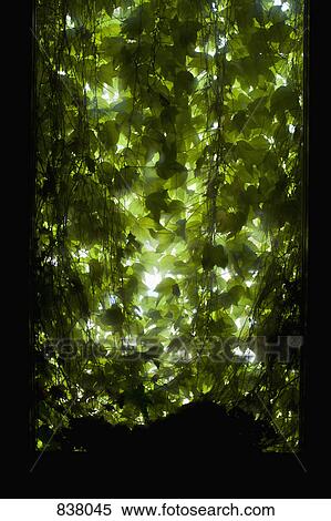 Stock Photography - Back lit leaves through shadowed open window. Fotosearch