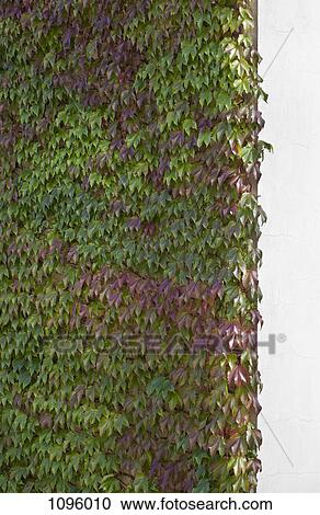 Boston Ivy (Parthenocissus tricuspidata) covering wall View Large Photo Image Stock Image - Boston Ivy (Parthenocissus tricuspidata) covering wall. Fotosearch