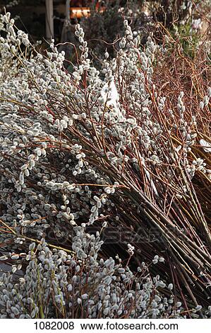 Bush with gray buds View Large Photo Image Stock Photo - Bush with gray buds. Fotosearch