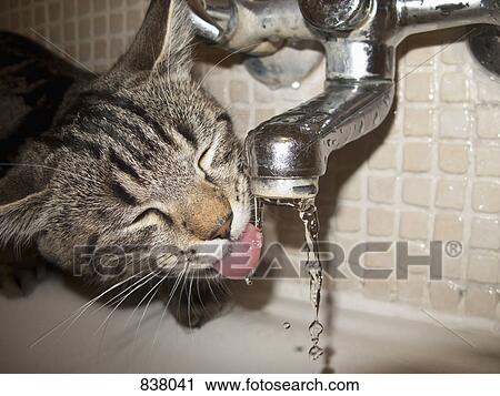 Cat drinking water from faucet View Large Photo Image Stock Image - Cat drinking water from faucet. Fotosearch
