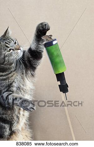 Cat prepares mouse for rocket launch View Large Photo Image Stock Photography - Cat prepares mouse for rocket launch. Fotosearch