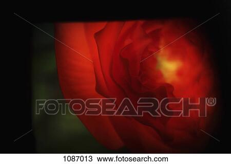 Stock Image - Close-up of a rose. Fotosearch