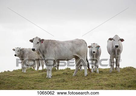 Cows on a hill View Large Photo Image Stock Image - Cows on a hill. Fotosearch
