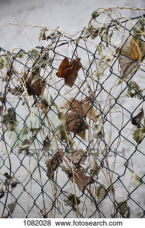 Stock Photo - Dead leaves on wire fence. Fotosearch