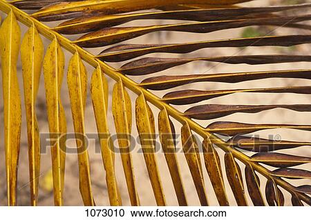 Detail of a dried palm leaf View Large Photo Image Stock Image - Detail of a dried palm leaf. Fotosearch