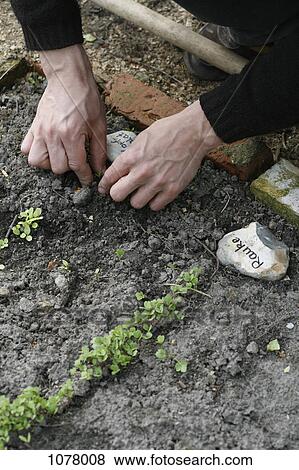 Detail of a man planting in a garden View Large Photo Image Stock Photo - Detail of a man planting in a garden. Fotosearch