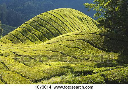 Detail of a tea plantation View Large Photo Image Picture - Detail of a tea plantation. Fotosearch
