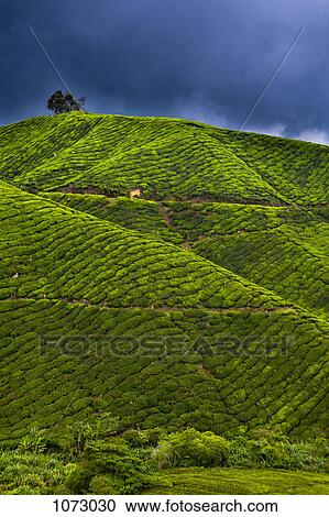 Stock Image - Detail of a tea plantation. Fotosearch
