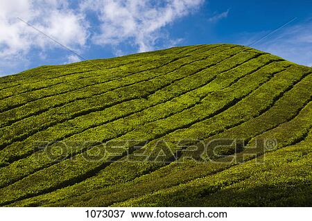 Detail of a tea plantation View Large Photo Image Stock Photo - Detail of a tea plantation. Fotosearch