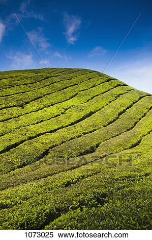 Detail of a tea plantation View Large Photo Image Stock Photography - Detail of a tea plantation. Fotosearch