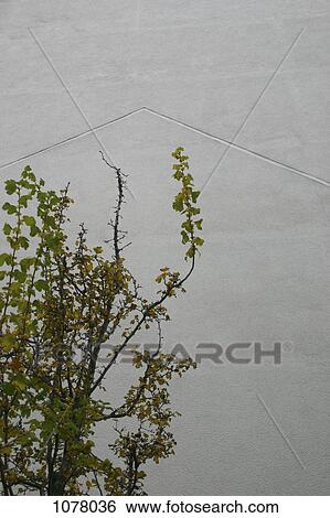 Detail of a tree in front of a wall View Large Photo Image Stock Photograph - Detail of a tree in front of a wall. Fotosearch