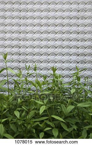 Stock Photography - Detail of plants in front of a patterned wall. Fotosearch